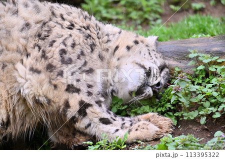 まどろむユキヒョウ　多摩動物公園　東京都日野市 113395322