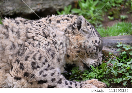雑草をむしるユキヒョウ 多摩動物公園 東京都日野市 雑草をむしるユキヒョウ 多摩動物公園 東京都日野市 113395323