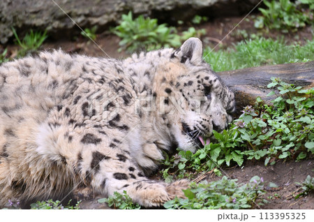 くつろぐユキヒョウ　多摩動物公園　東京都日野市 113395325