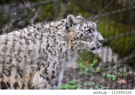 ユキヒョウの横顔　多摩動物公園　東京都日野市 113395326