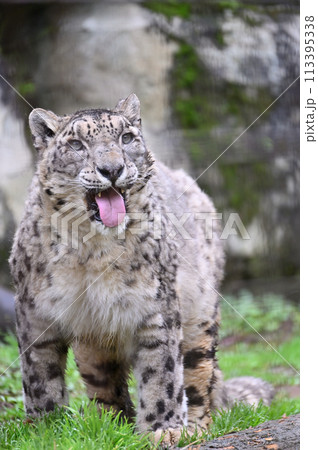ユキヒョウ　多摩動物公園　東京都日野市 113395338