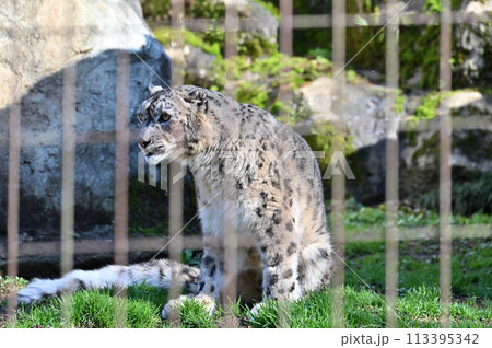 ユキヒョウ 多摩動物公園 東京都日野市 ユキヒョウ 多摩動物公園 東京都日野市 113395342