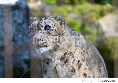 ユキヒョウ　多摩動物公園　東京都日野市 113395346
