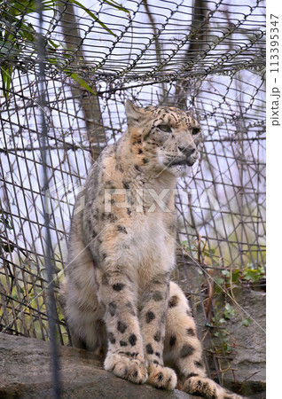 ユキヒョウ　多摩動物公園　東京都日野市 113395347