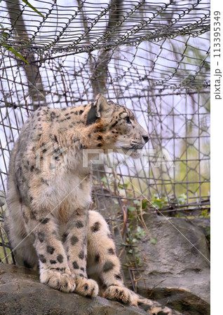 ユキヒョウ 多摩動物公園 東京都日野市 ユキヒョウ 多摩動物公園 東京都日野市 113395349