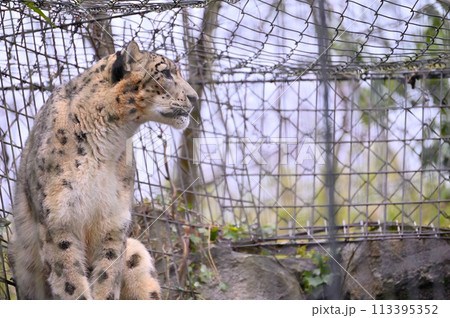 ユキヒョウ　多摩動物公園　東京都日野市 113395352