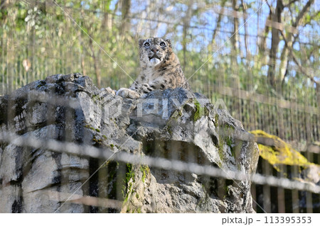 ユキヒョウ 多摩動物公園 東京都日野市 ユキヒョウ 多摩動物公園 東京都日野市 113395353