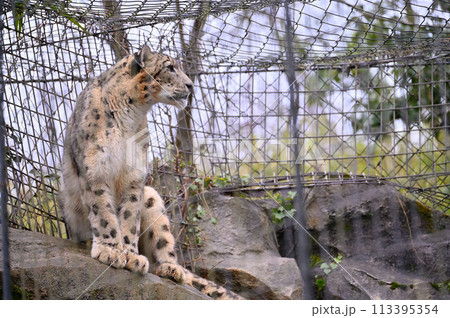ユキヒョウ　多摩動物公園　東京都日野市 113395354