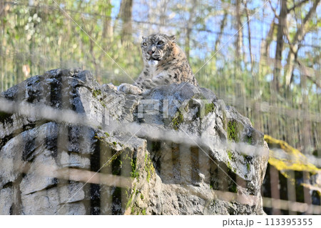ユキヒョウ　多摩動物公園　東京都日野市 113395355