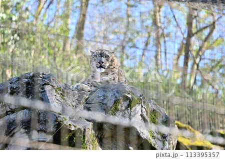 ユキヒョウ　多摩動物公園　東京都日野市 113395357