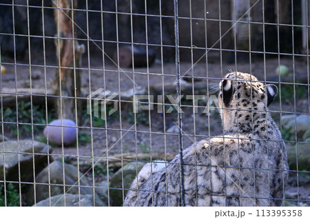 ユキヒョウ 多摩動物公園 東京都日野市 ユキヒョウ 多摩動物公園 東京都日野市 113395358