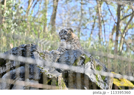 ユキヒョウ　多摩動物公園　東京都日野市 113395360