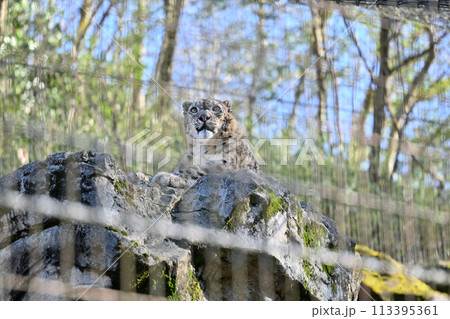 ユキヒョウ　多摩動物公園　東京都日野市 113395361
