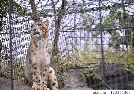 ユキヒョウ　多摩動物公園　東京都日野市 113395363