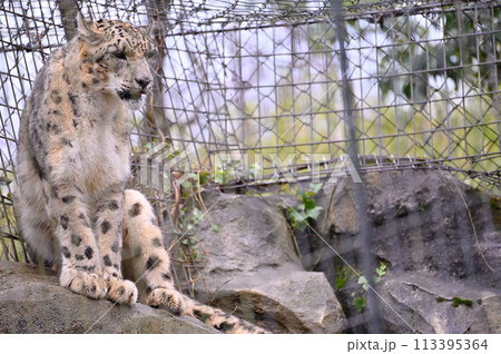 ユキヒョウ　多摩動物公園　東京都日野市 113395364