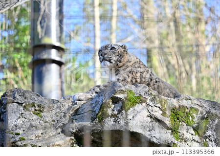 ユキヒョウ　多摩動物公園　東京都日野市 113395366