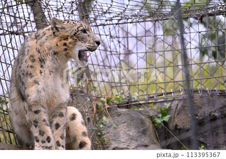 ユキヒョウ　多摩動物公園　東京都日野市 113395367