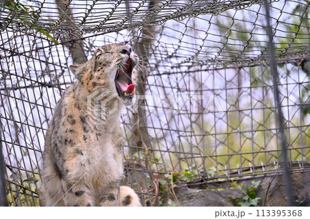 あくびをするユキヒョウ　多摩動物公園　東京都日野市 113395368