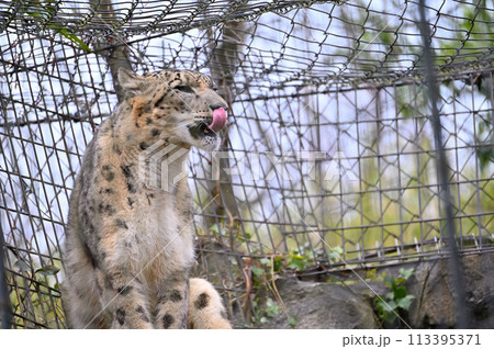 ユキヒョウ　多摩動物公園　東京都日野市 113395371