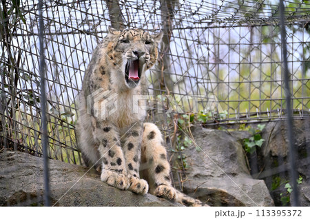 ユキヒョウ 多摩動物公園 東京都日野市 ユキヒョウ 多摩動物公園 東京都日野市 113395372