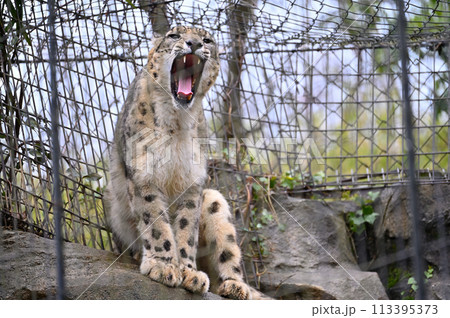 牙を剝くユキヒョウ 多摩動物公園 東京都日野市 牙を剝くユキヒョウ 多摩動物公園 東京都日野市 113395373