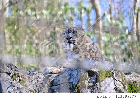 ユキヒョウ　多摩動物公園　東京都日野市 113395377