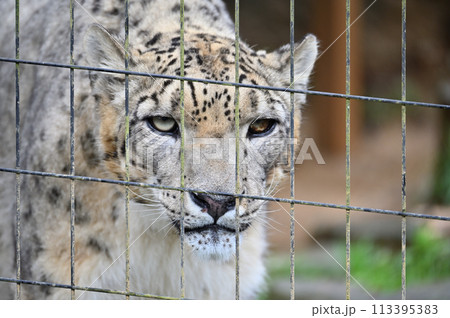 見つめるユキヒョウのアップ　多摩動物公園　東京都日野市 113395383
