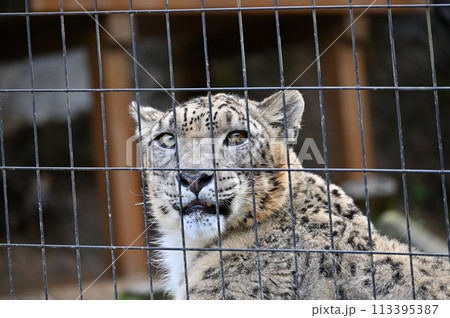 ユキヒョウ 多摩動物公園 東京都日野市 ユキヒョウ 多摩動物公園 東京都日野市 113395387