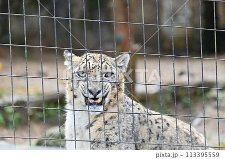 牙を剝くユキヒョウ　多摩動物公園　東京都日野市 113395559