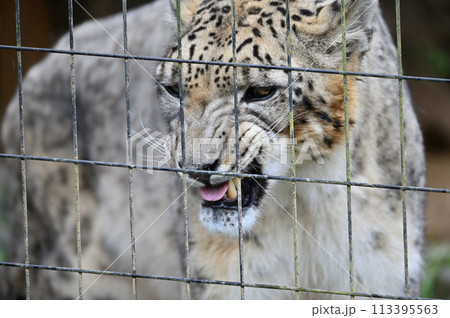 牙を剝くユキヒョウ　多摩動物公園　東京都日野市 113395563