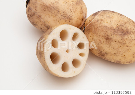 レンコン　蓮根 113395592