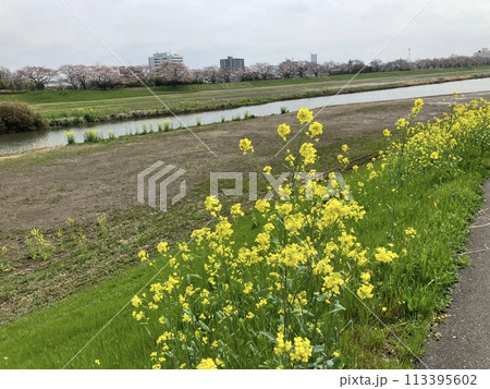 土浦市桜川の桜と菜の花 土浦市桜川の桜と菜の花 113395602