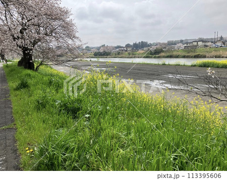土浦市桜川の桜と菜の花 土浦市桜川の桜と菜の花 113395606