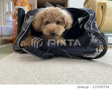 キャリーバッグに入るトイプードル 113395738