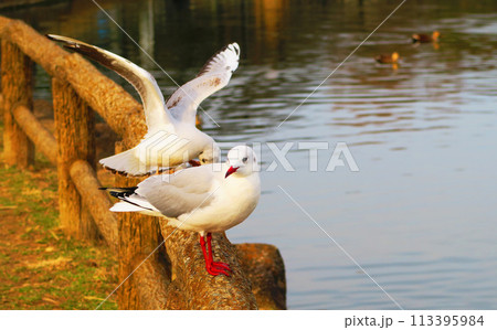都立浮間公園の浮間ヶ池に集まるユリカモメたちの風景 113395984