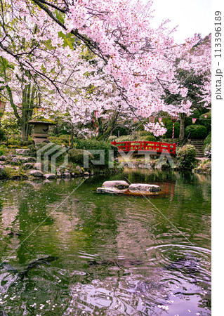 桜の名所　打吹公園 113396189