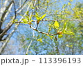 First spring green leaves on a poplar tree 113396193