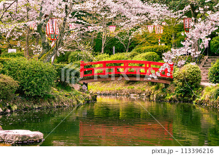 桜の名所 打吹公園 桜の名所 打吹公園 113396216