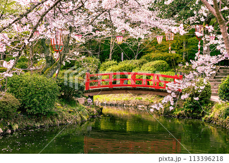 桜の名所　打吹公園 113396218