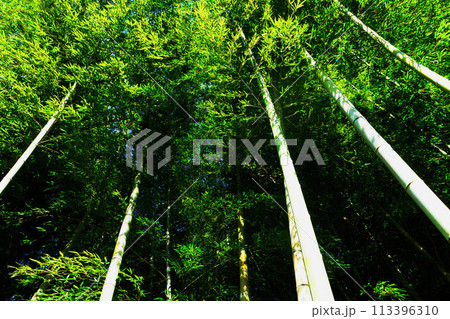 孟宗竹の竹林の美しい風景 113396310