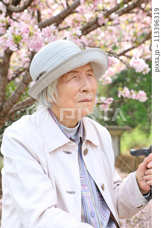 桜の前で座っている90代のおばあさんの上半身ポートレート 113396319