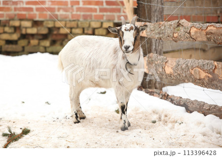 Adorable goat in winter 113396428