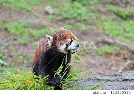 竹の葉を食べるレッサーパンダ 多摩動物公園 東京都日野市 竹の葉を食べるレッサーパンダ 多摩動物公園 東京都日野市 113396519
