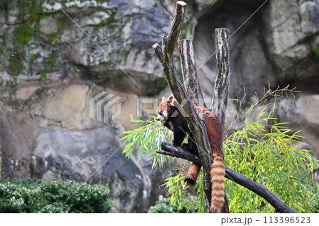 竹の葉を食べるレッサーパンダ　多摩動物公園　東京都日野市 113396523
