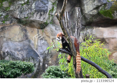 竹の葉を食べるレッサーパンダ 多摩動物公園 東京都日野市 竹の葉を食べるレッサーパンダ 多摩動物公園 東京都日野市 113396524