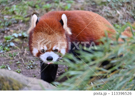 竹の葉を食べるレッサーパンダ　多摩動物公園　東京都日野市 113396526