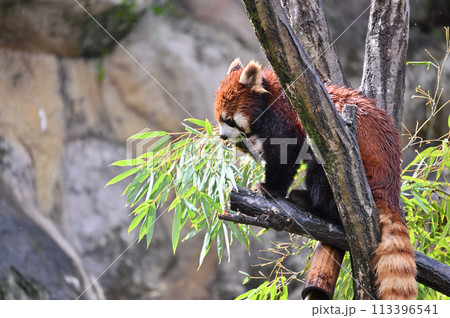 竹の葉を食べるレッサーパンダ 多摩動物公園 東京都日野市 竹の葉を食べるレッサーパンダ 多摩動物公園 東京都日野市 113396541