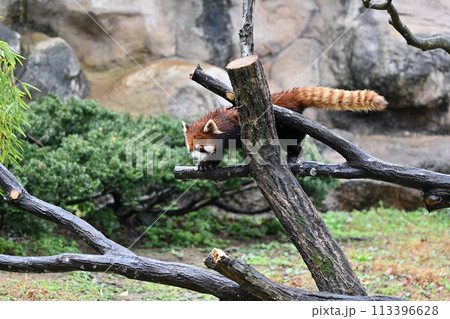 木を登るレッサーパンダ 多摩動物公園 東京都日野市 木を登るレッサーパンダ 多摩動物公園 東京都日野市 113396628