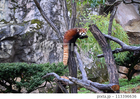 木を登るレッサーパンダ 多摩動物公園 東京都日野市 木を登るレッサーパンダ 多摩動物公園 東京都日野市 113396636