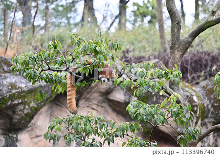 枝の上でくつろぐレッサーパンダ　多摩動物公園　東京都日野市 113396740
